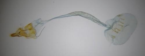 Ephestia elutella